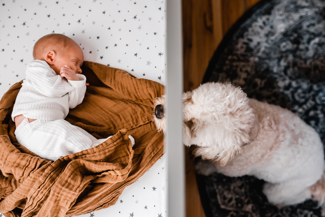 The family dog checks on the newborn baby in their crib in Omaha during a newborn lifestyle photo session with Melissa Lindquist Photography.